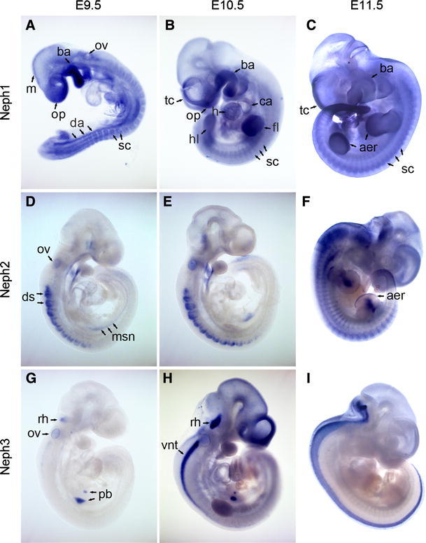 Fig. 1