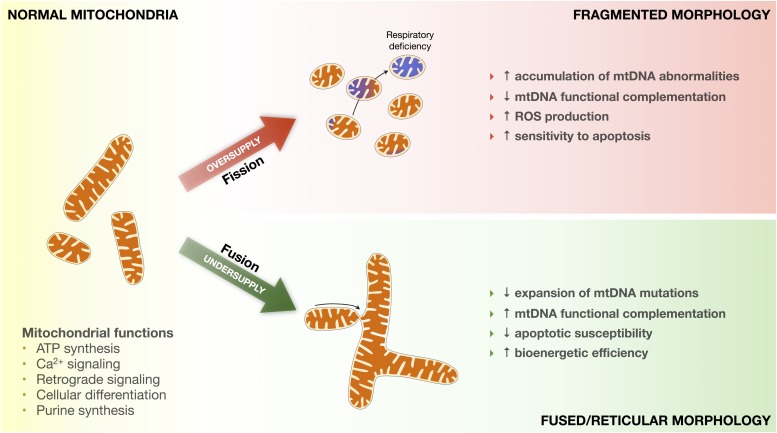 FIG. 2.