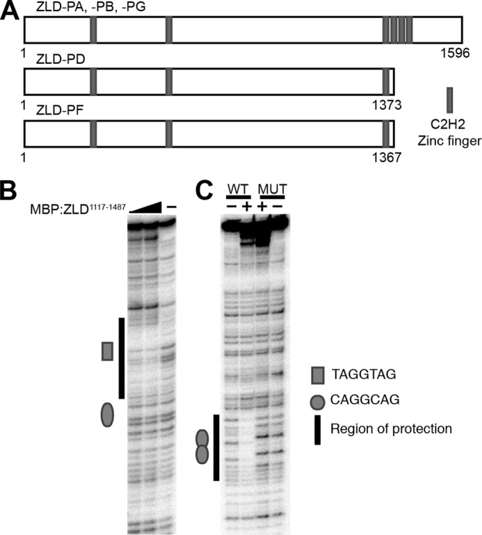 FIGURE 1.