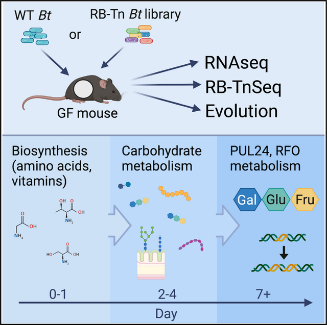 Dynamic genetic adaptation of Bacteroides thetaiotaomicron during ...