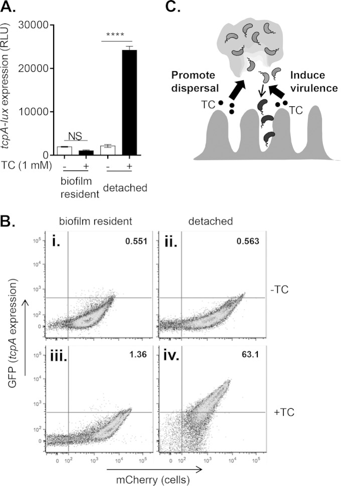 FIG 6