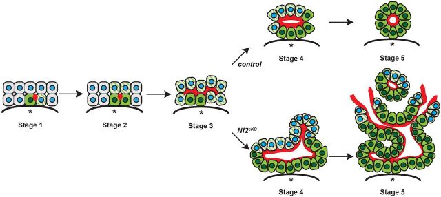 Fig. 7. A novel self-organizing model of IHBD morphogenesis. In the normal embryo, inductive polarization and lumen expansion initiated by a single cell are synchronized and occur prior to apical constriction. By contrast, over-recruitment of biliary cells to developing IHBD structures may occur as a result of failed coordination between lumen expansion and apical constriction in the absence of NF2 (merlin). Red, moesin; green, Sox9; green striped, obligately polarized; blue, nuclei; asterisk, portal vein.