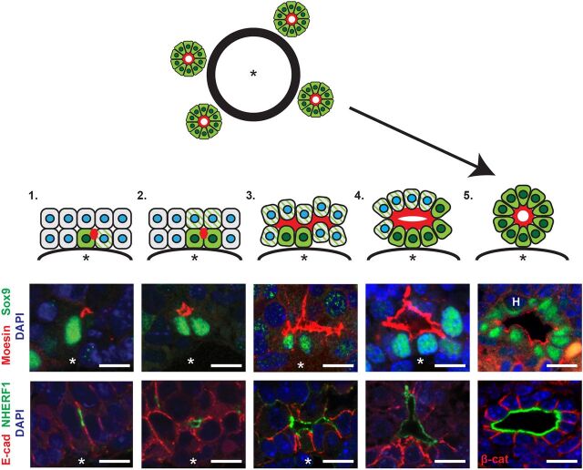 Fig. 3. Stages of de novo biliary morphogenesis. Interpretative diagram and matched images showing five presumptive stages of intrahepatic biliary duct formation in the normal developing liver. (1) Single Sox9+ cells (green) with associated moesin/NHERF1+ punctum (red) and neighboring, obligately polarized future Sox9+ cells (green striped). (2) Sox9+ doublet with moesin/NHERF1+ apical surface in between. (3) Three or more consecutive ductal plate cells associated with moesin/NHERF1+ apical surface, Sox9 expression and some apical constriction. (4) Primitive ductal structure with open lumen, asymmetric distribution of Sox9+ cells and more uniform apical constriction. (5) Complete ductal structure with patent lumen surrounded completely by wedge-shaped Sox9+ cells. Asterisk, portal vein. H, hematopoietic cell. Scale bars: 10 µm.