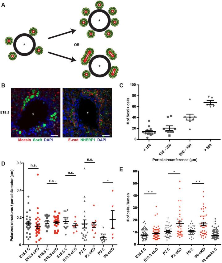 Fig. 2. Ectopic Sox9+ cells are recruited to each polarizing biliary structure in the absence of NF2. (A) Excess periportal Sox9+ cells in the Nf2cKO liver could reflect an increase in the number of polarized structures that are initiated (top) or an increase in the number of Sox9+ cells that are recruited to each structure (bottom). Asterisk, portal vein. (B) Confocal images showing the localization of moesin (left) and NHERF1 (right) to the luminal surface of immature biliary structures in control E18.5 livers, allowing the identification of individual polarized structures. Scale bars: 20 µm. (C) Quantitation of the number of periportal Sox9+ cells as a function of portal circumference in the E18.5 control liver. n=10 control embryos evaluated. (D) Comparison of the number of individual polarized structures in the developing control (gray) and Nf2cKO (red) liver normalized to portal diameter. Each data point represents an individual portal space. Sample size (control, Nf2cKO embryos): E15.5 (5, 9), E16.5 (3, 4), E18.5 (4, 3), P2 (6, 4), P9 (4, 2). (E) Quantitation of the number of Sox9+ cells per polarized structure in control (gray) and Nf2cKO (red) livers. Note that the number of Sox9+ cells per polarized structure in Nf2cKO is an underestimate because many are shared between two polarized structures and were only counted once. Each data point represents one polarized structure. Sample size (control, Nf2cKO embryos): E18.5 (4, 3), P2 (6, 4), P9 (4, 2), 10 weeks (3). (D,E) n.s., not statistically significant; *P<0.05, **P<0.01 (Mann–Whitney test). Values are mean±s.e.m.