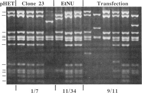 graphic file with name pnas00314-0364-a.jpg