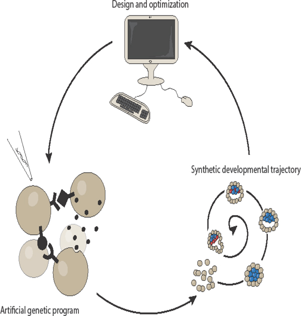 graphic file with name nihms-1532360-f0001.jpg