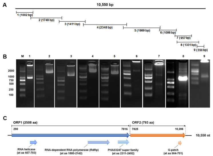 Figure 2