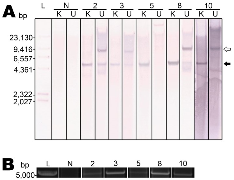 Figure 5