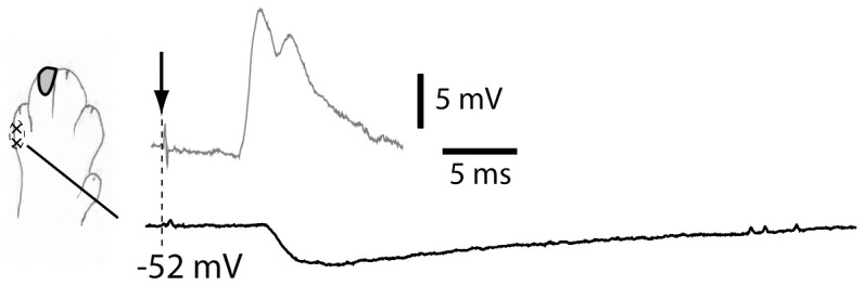 Figure 5