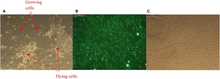 FIGURE 2