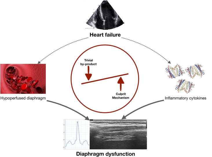 Graphical Abstract