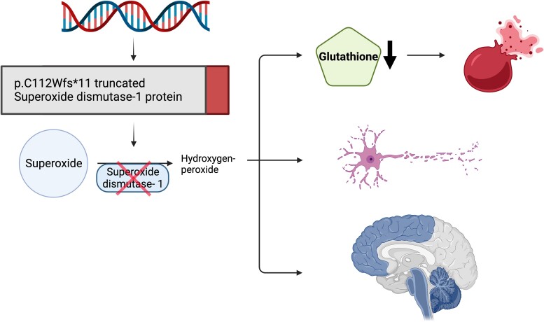 Graphical abstract