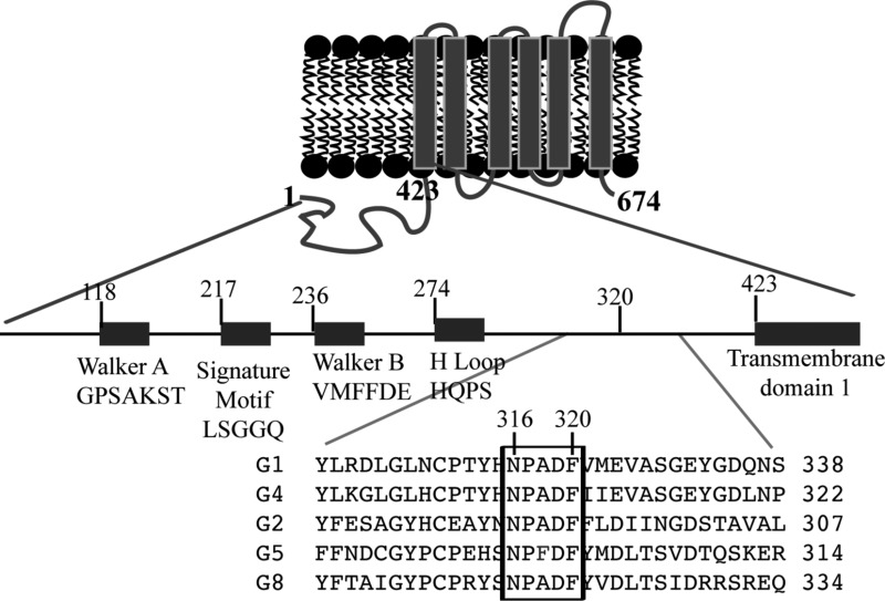 graphic file with name bi-2013-01285j_0009.jpg