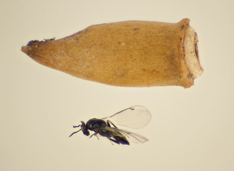 Figure 2d.