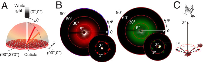 Fig. 4.