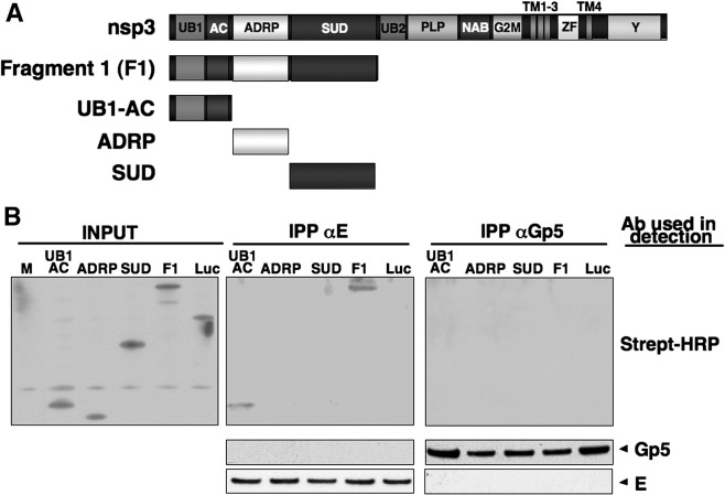 Fig. 6