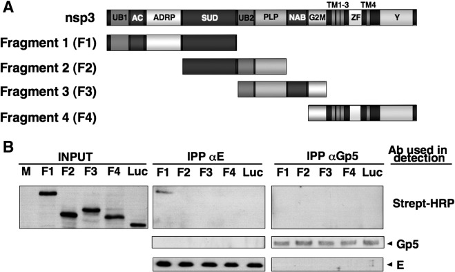 Fig. 5