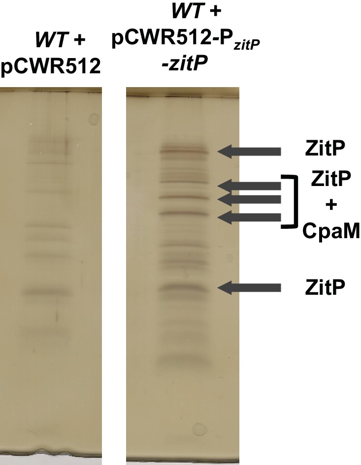 Figure 3—figure supplement 3.