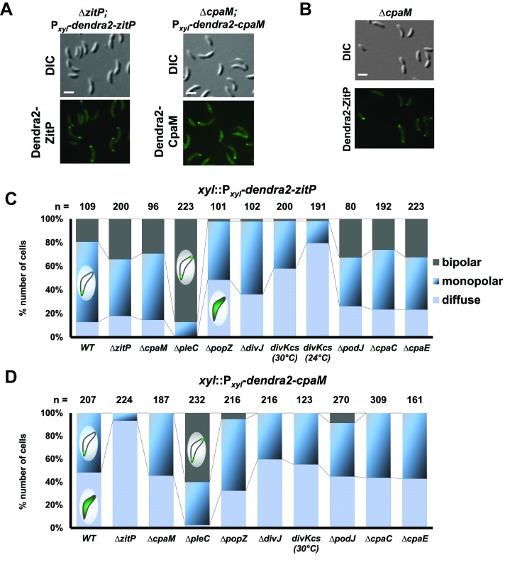 Figure 3—figure supplement 1.