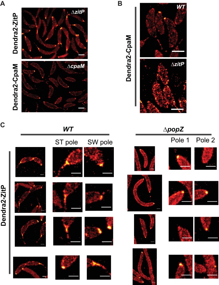 Figure 3—figure supplement 2.