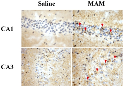 Figure 11