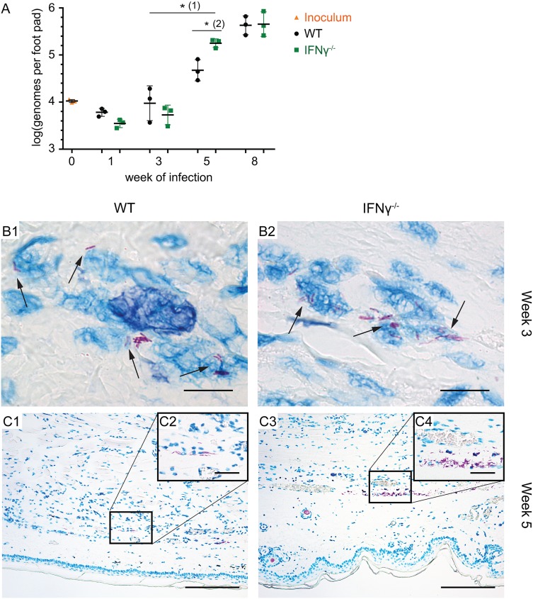 Fig 3