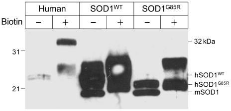 Figure S1