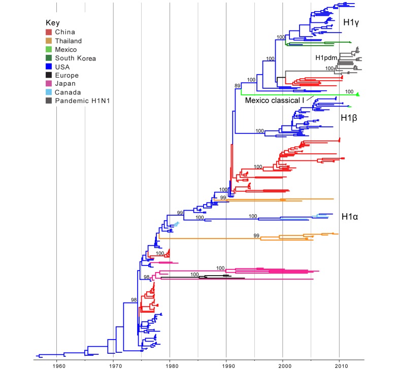 Time-scaled Bayesian MCC tree inferred for the HA (H1) sequences of 357 viruses, including 5 viruses sequenced for this study from swine in Mexico, 321 classical swine H1 viruses collected globally, and 31 pandemic viruses included as reference. Branches are shaded by country of origin: China = red; Thailand = orange; Mexico = light green; South Korea = dark green; USA/Canada = dark blue; Europe = black; and Japan = pink. As reference, pandemic H1N1 viruses are shaded dark grey. Posterior probabilities > 0.8 are included for key nodes. North American classical IAV-S lineages are labeled: H1α, H1β, and H1γ. The clade of Mexico classical I viruses is labeled (Table 2), and the clade of representative pandemic viruses is labeled ‘H1pdm’ (a detailed phylogeny of H1pdm evolution is available in Fig. S5). The tMRCAs representing the estimated timing of viral introduction into Mexico are provided in parentheses. A similar phylogeny inferred using ML methods with tip labels displayed is available in Fig. S1.