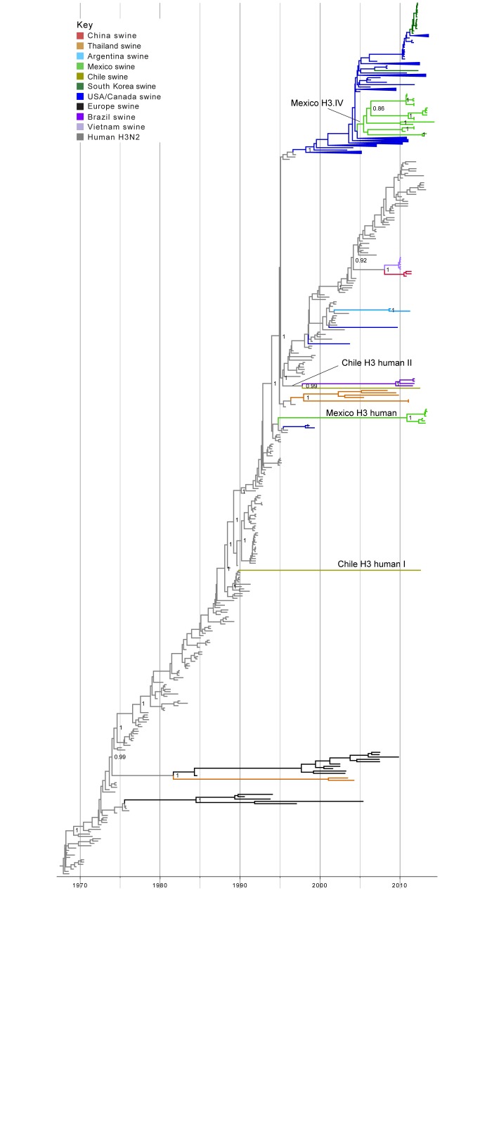 Time-scaled Bayesian MCC tree inferred for the HA (H3) sequences of 491 viruses, including 21 viruses sequenced for this study from swine in Mexico, 2 viruses sequenced for this study from swine in Chile, 256 human seasonal H3N2 viruses collected globally during 1968 – 2013, and 212 closely related swine H3 viruses collected globally. Branches of human seasonal H3 influenza virus origin are shaded grey, and branches associated with viruses from swine are shaded by country of origin, similar to Fig. 1, with the addition of: Argentina = light blue; Brazil = dark purple; and Vietnam = light purple. Posterior probabilities > 0.8 are included for key nodes. The posterior probability (0.75) also is provided for the cluster of 14 Mexico H3.IV viruses. The clade of 7 Mexico H3 human viruses, the Chile H3 human I singleton virus, and the Chile H3 human II virus that clusters with the Brazilian clade of IAV-S also are labeled (Table 2). The tMRCAs representing the estimated timing of viral introduction into Mexico and Chile are provided in parentheses. A similar phylogeny inferred using ML methods with tip labels displayed is available in Fig. S2.