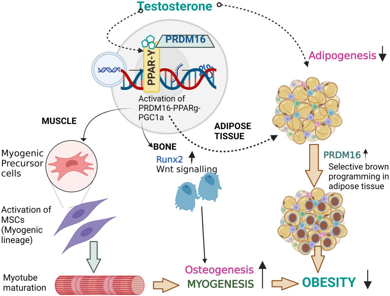 The complex pathophysiology of bone fragility in obesity and type 2 ...