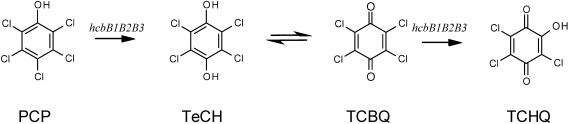 Fig. 3. Proposed PCP-degrading pathway catalyzed by hcbB genes in PD653.