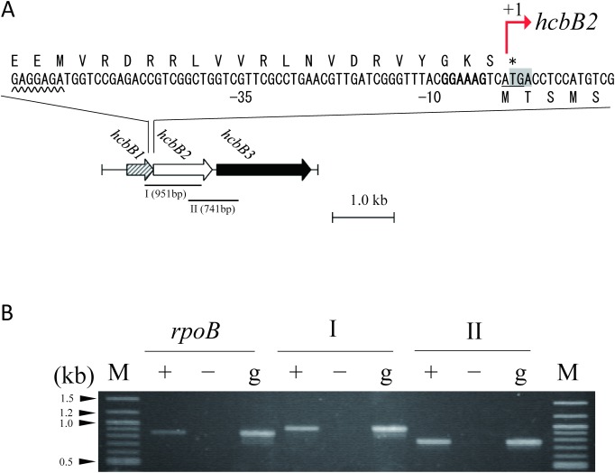 Fig. 4. (A) Gene organization of the PCP-degrading gene candidates. The arrows indicate the sizes, locations, and directions of open reading frame (ORF) transcription. ORF1 (hcbB1), ORF2 (hcbB2), and ORF3 (hcbB3) candidate genes are marked with hatched, open, and closed arrows, respectively. The putative ribosome-binding site for ORF2 is marked with bold letters. The putative promoter region is underlined with a wavy line. The initiation codon (ATG) is underlined. The termination codon (TGA) is shaded. The translation start site (+1) is shown. The regions amplified for reverse transcription-PCR (RT-PCR) analysis are indicated below. (B) Polycistronic transcription of hcbB genes. Intergenic regions of ‘I’ and ‘II’ in Fig. 3A were amplified using cDNA (lane +), no-RT control (lane −), and genomic DNA (lane ‘g’). rpoB was selected as an mRNA control whose primer binding sites are not shown. Lane M denotes the 2Log DNA ladder marker.