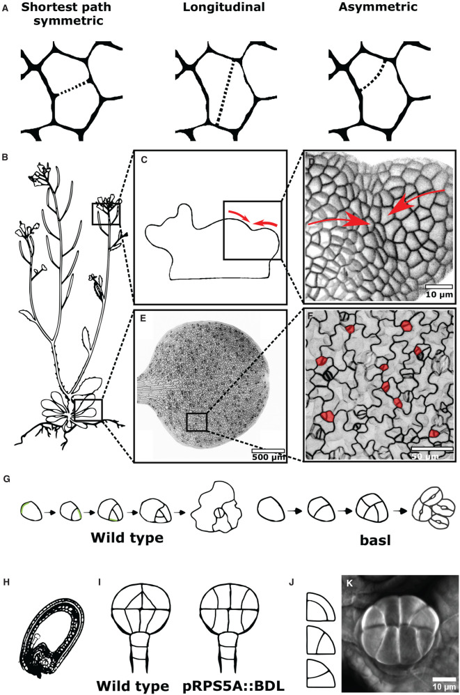 Figure 2.