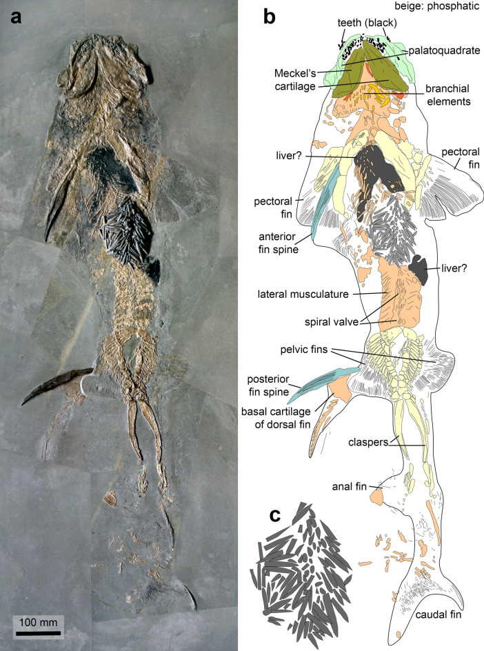 Fig. 2