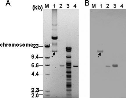 FIG. 5.