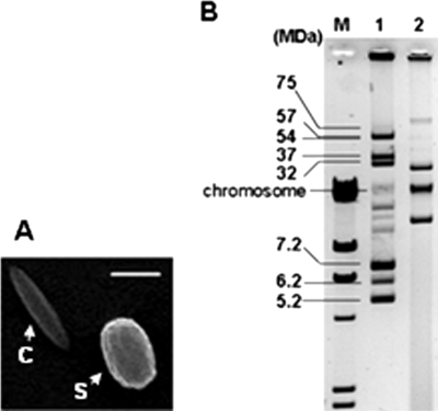 FIG. 1.