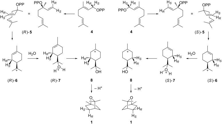 Scheme 1