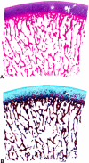 Fig. 4A–B