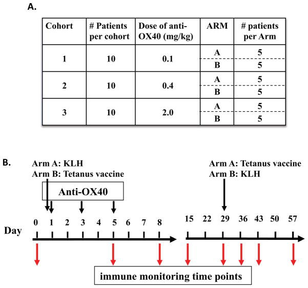 Science gone translational: the OX40 agonist story - PMC