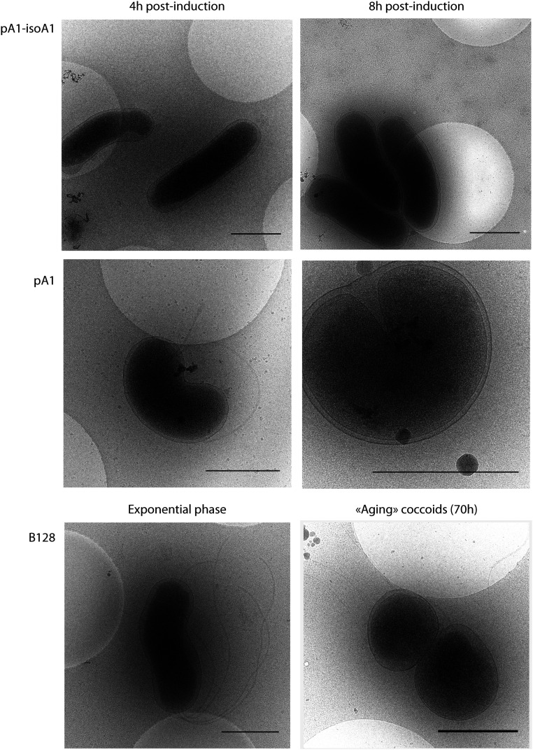 Fig. 3.