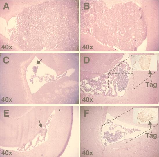 FIG. 5