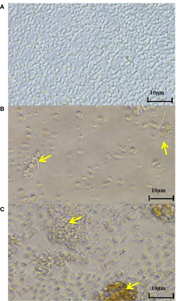 Figure 3