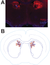Figure 5—figure supplement 1.