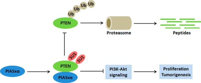 FIGURE 9.