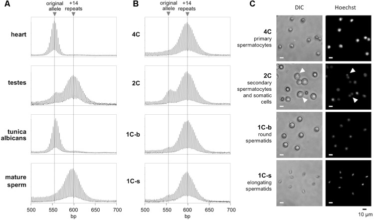 FIGURE 1