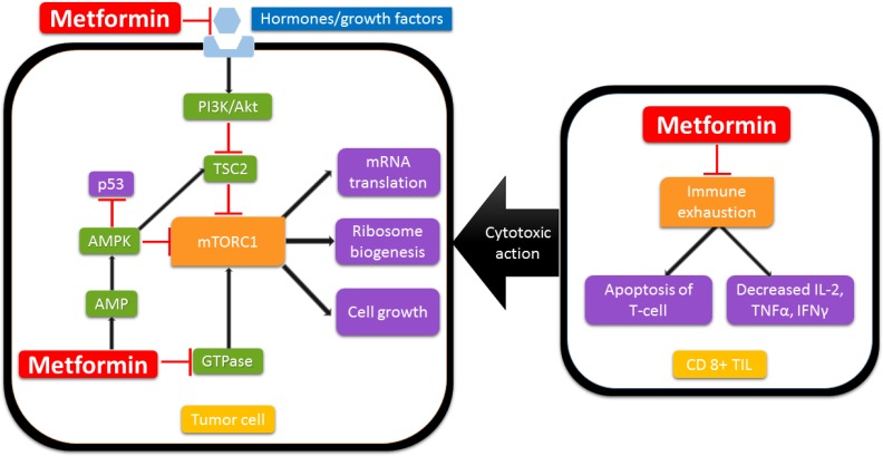 Repurposing metformin for cancer treatment: current clinical studies - PMC