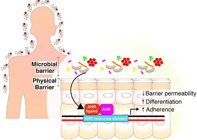 graphic file with name nihms-1710197-f0006.jpg