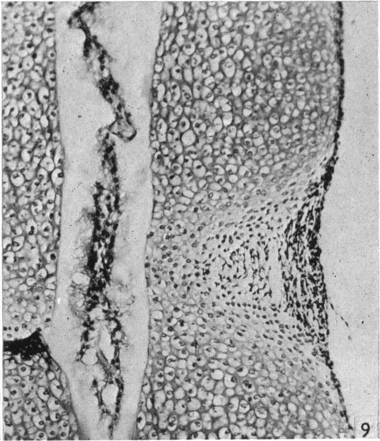 Fig. 9