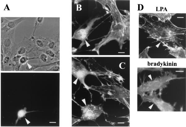 FIG. 5.