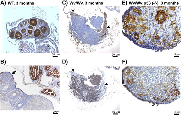 Figure 7